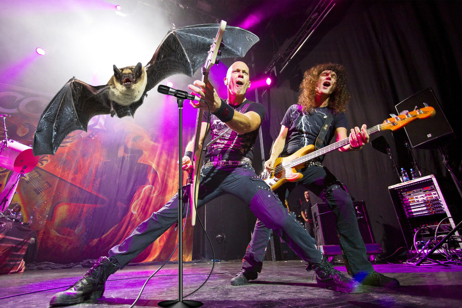 I pipistrelli e i cantanti metal hanno qualcosa in comune. Lo dice la scienza
